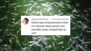 100% Air kolam TANAH hijau alami dengan 2 cara ini, selamat mencoba