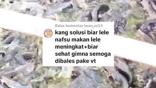 Cara mempertahankan nafsu makan dan ikan lele tetap sehat dimusim hujan