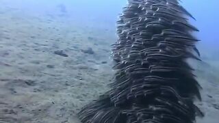 Молодые особи угрехвостых сомов (Plotosus lineatus)