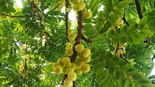 ঔষধ জাতীয় ফল।