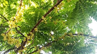 ফলটা খুব সুন্দর