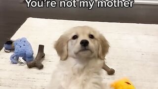 Animal Reaction