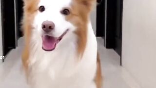 Dancing Dog