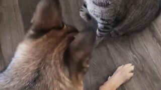 Cat & dog Fight