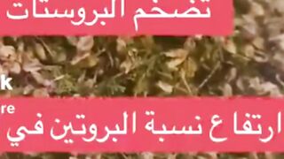 علاج للبروستاتا والجهاز البولي.. فضلوه وطبقوه وانشروه
