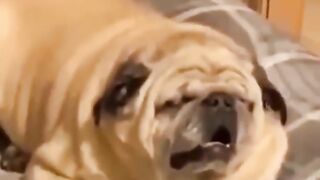 Funny dogs in hilarious