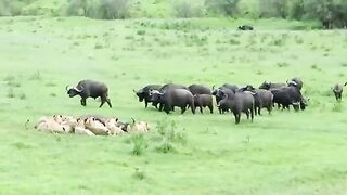 Black Buffalos Vs Lions