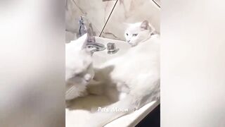 New Funny Cats and Dogs