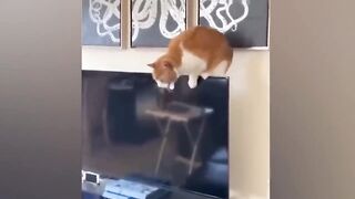 Funniest Animals 2024 ????