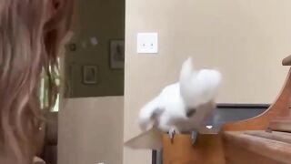 I Can't With These Pets!!????