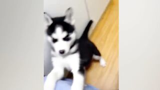 Dog can make me forget my problems