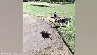 Dogs Playing in Mud