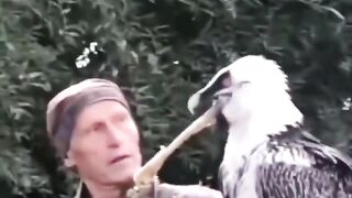 Птица Бородач, или бородач-ягнятник (Gypaetus barbatus)