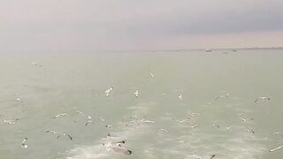 নদীর পথে অতিথি পাখি।