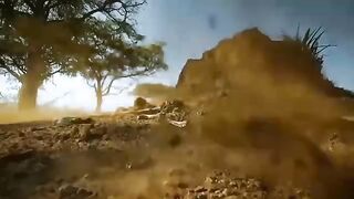 Wild Dangerous Lions