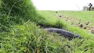 Fish & Fantastic Catching