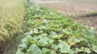 Paddy harvesting is in full swing in the villages.