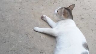 Cat & Dog Funny Fight