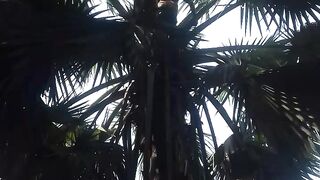 কিভাবে তাল গাছের রস নামানো হয় Part-1