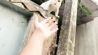 আমার ছোট বিড়াল সোনা