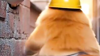 Cat cute