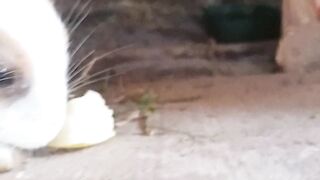 Rabbit eating