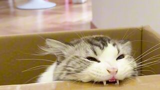 "Dracula Cat Attacks! (The Cuteness Is Deadly) ????????⬛"