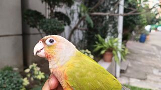 কত সুন্দর পাখি