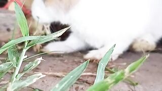 Rabbit ????