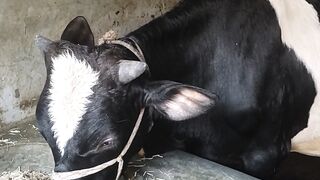 Cow Farming