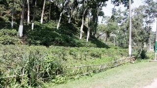 Sylhet Tea Garden. Tea garden nature was very nice and beautiful