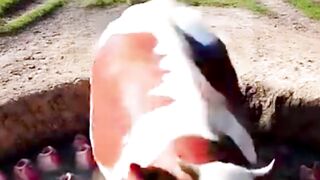 লক্ষ লক্ষ লাল কাঁকড়া গরুকে  #cow  #farmer #reels #viral #trending #viralreels