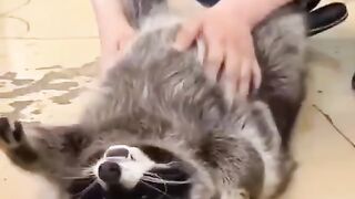 Всем Салют!