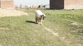 Bhed ka bakra