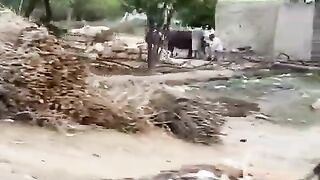 No:35 Village life/Beautiful life in Punjab