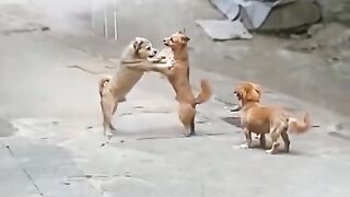 Dog Fight