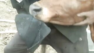 Cow attacked ????