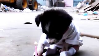 Poor Dog