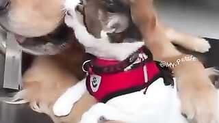 Video of cats and dogs being good friends
