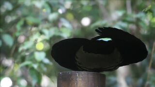 Щитоносная райская птица Виктории (Victoria's riflebird).