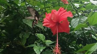Beautiful Flower