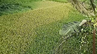 গ্রামের প্রকৃতি ভালো লাগার মুহূর্ত
