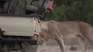 Safari