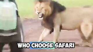 Safari