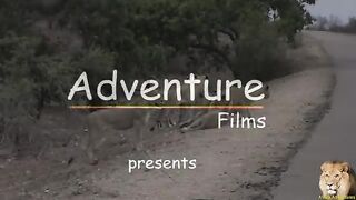 Safari