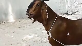Funny video