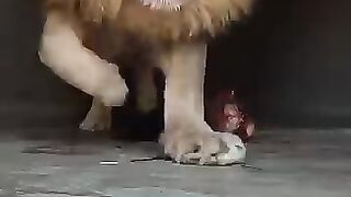 Lion guard
