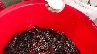 Как вылупляются крокодилы в неволе.