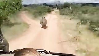 Safari