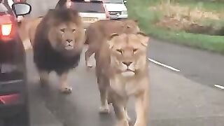 Animal